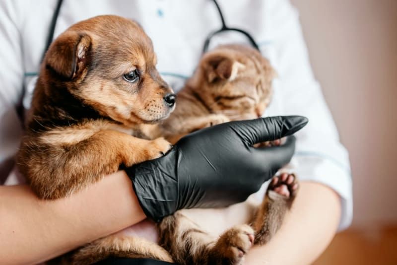 Veterinary Compounding for Pets