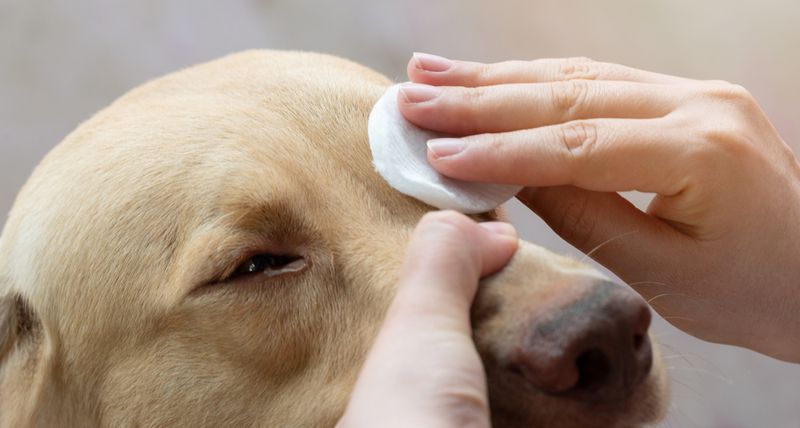 Custom sterile desmopressin acetate eye drops - Rock Ridge Pharmacy Desmopressin Acetate Eye Drops for Pets - Veterinary Compounding
