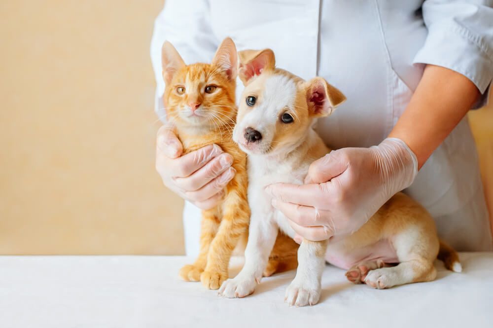 Veterinary Compounding for Pets