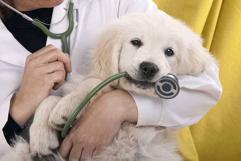 Veterinary Compounding for Pets