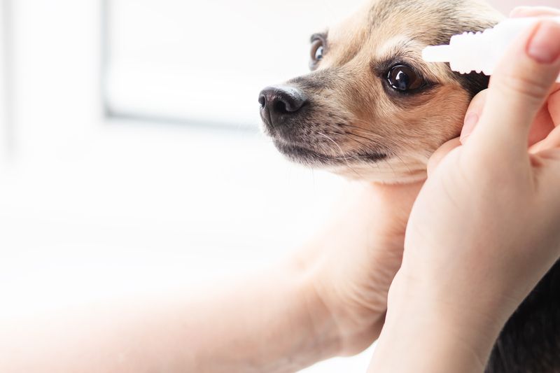 Custom sterile Demecarium Bromide eye drops - Rock Ridge Pharmacy Demecarium Bromide Eye Drops for Pets - Veterinary Compounding
