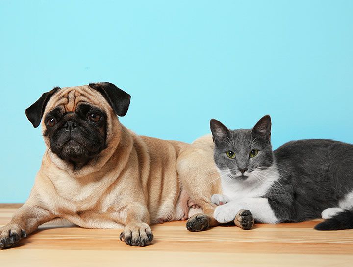 Veterinary Compounding for Pets