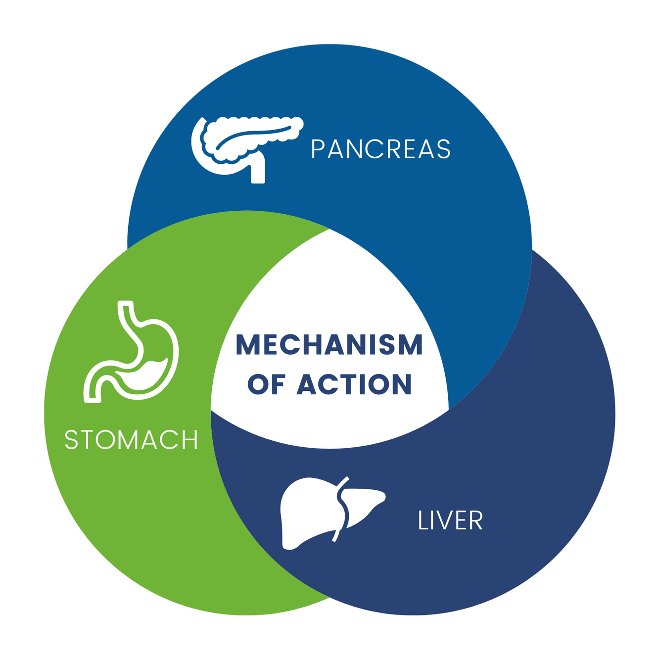 Pancreas (1).png