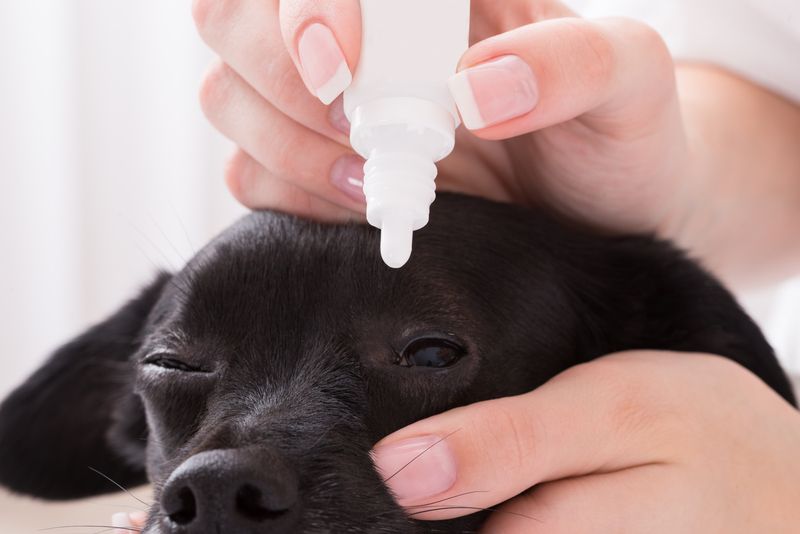 Sterile Veterinary Eye Drops compounding at Rock Ridge Pharmacy