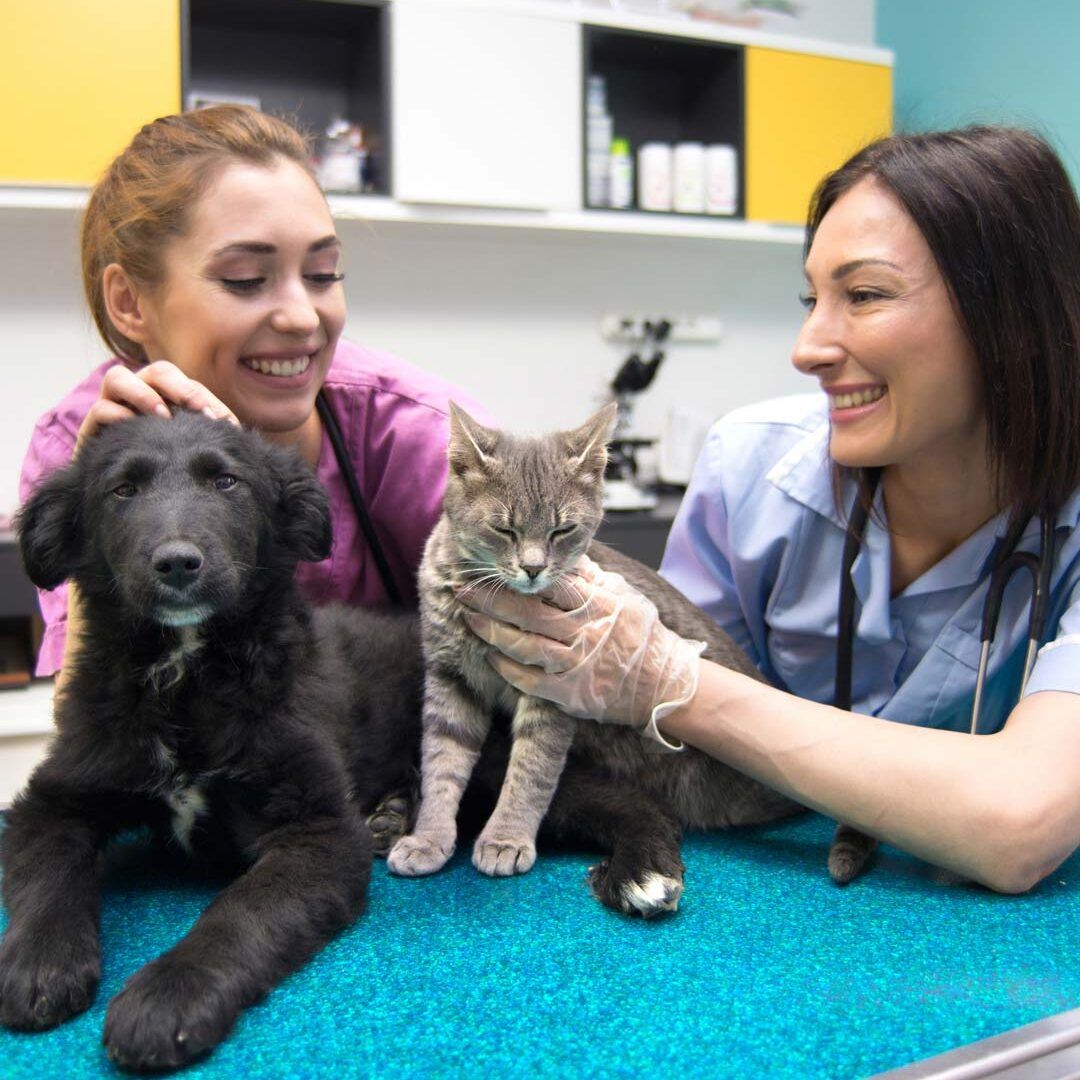Veterinary Compounding for Pets