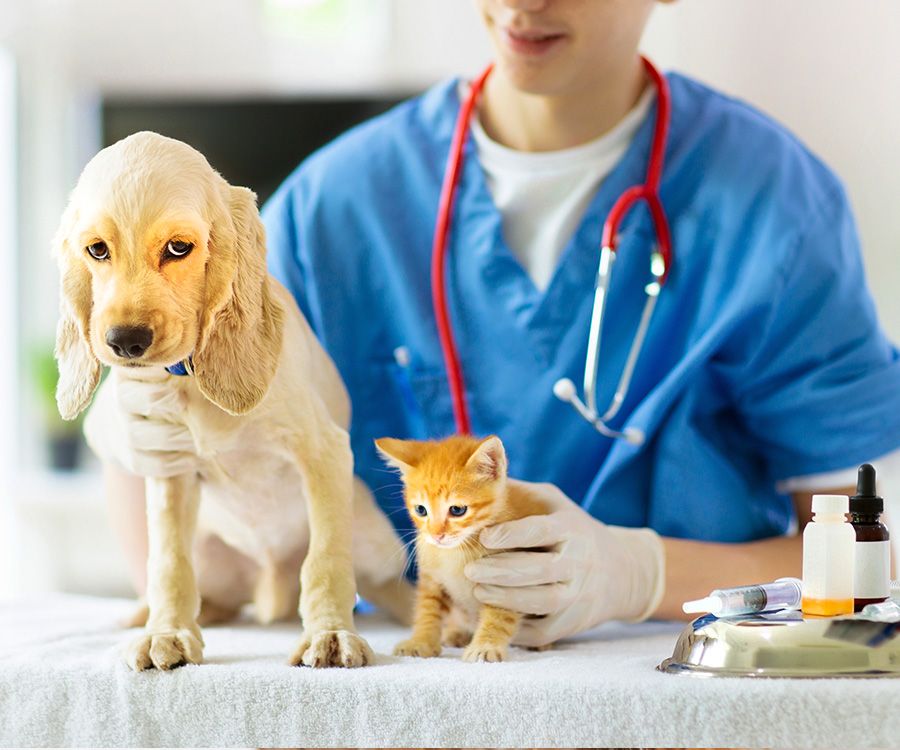 Veterinary Compounding for Pets