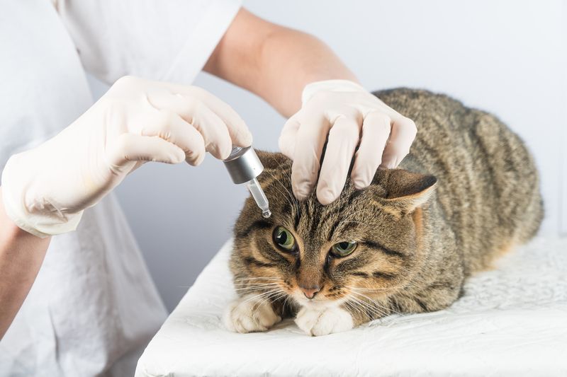 Custom sterile cidofovir eye drops for cats - Rock Ridge Pharmacy Cidofovir Eye Drops for Pets - Veterinary Compounding