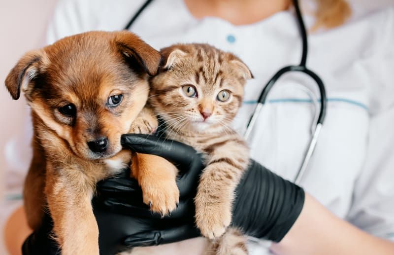 Veterinary Compounding for Pets