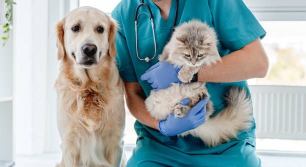 Veterinary Compounded Budesonide