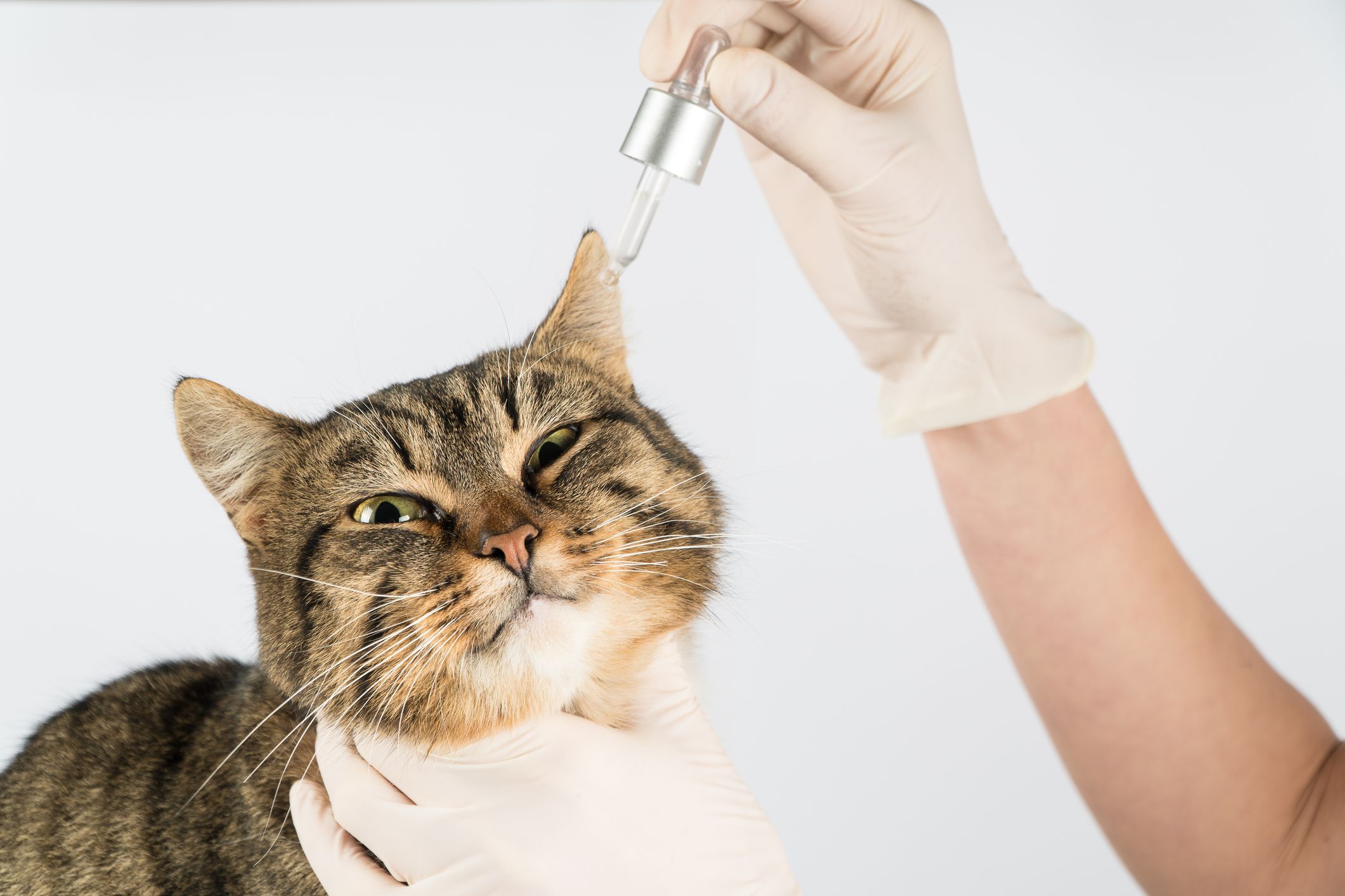Custom sterile flurbiprofen sodium dihydrate eye drops for pets - Rock Ridge Pharmacy Flurbiprofen Sodium Dihydrate Eye Drops for Pets - Veterinary Compounding