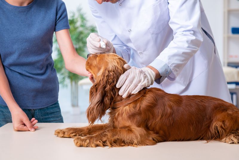 Custom sterile tacrolimus eye drops for pets - Rock Ridge Pharmacy Tacrolimus Eye Drops for Pets - Veterinary Compounding