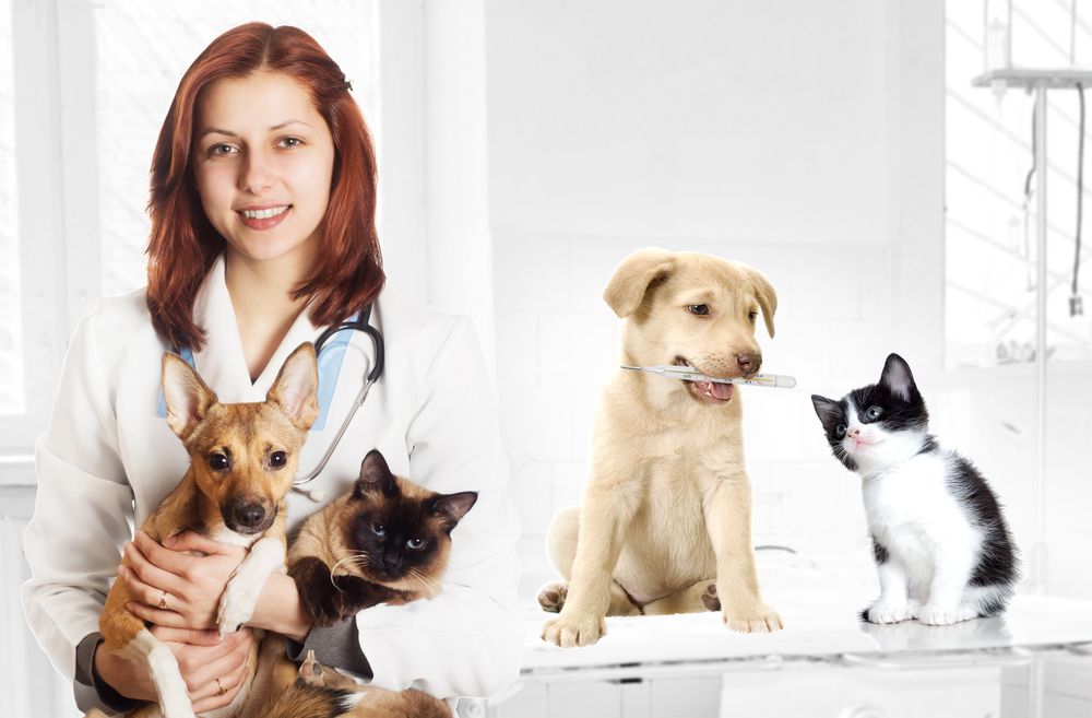 Veterinary Compounding for Pets