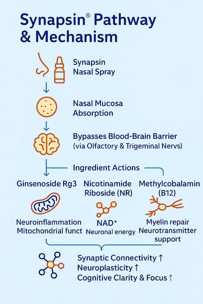 Synapsin® Mechanism – Nasal Spray to Brain Health Benefits