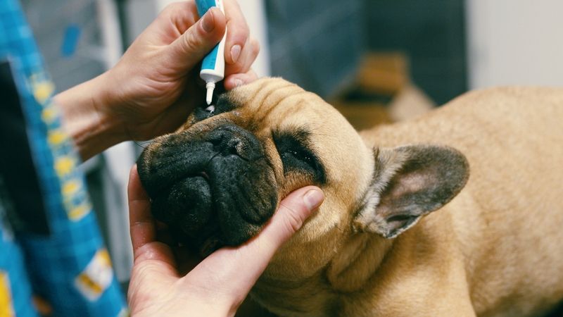 Custom sterile prednisolone acetate eye drops for cats and dogs - Rock Ridge Pharmacy Prednisolone Acetate Eye Drops for Pets - Veterinary Compounding