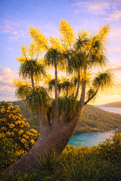 Villallure ponytail palm 4.png