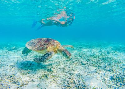 St. John snorkeling with sea turtle.jpg