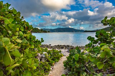 St. John Sandy Path to bay.jpg